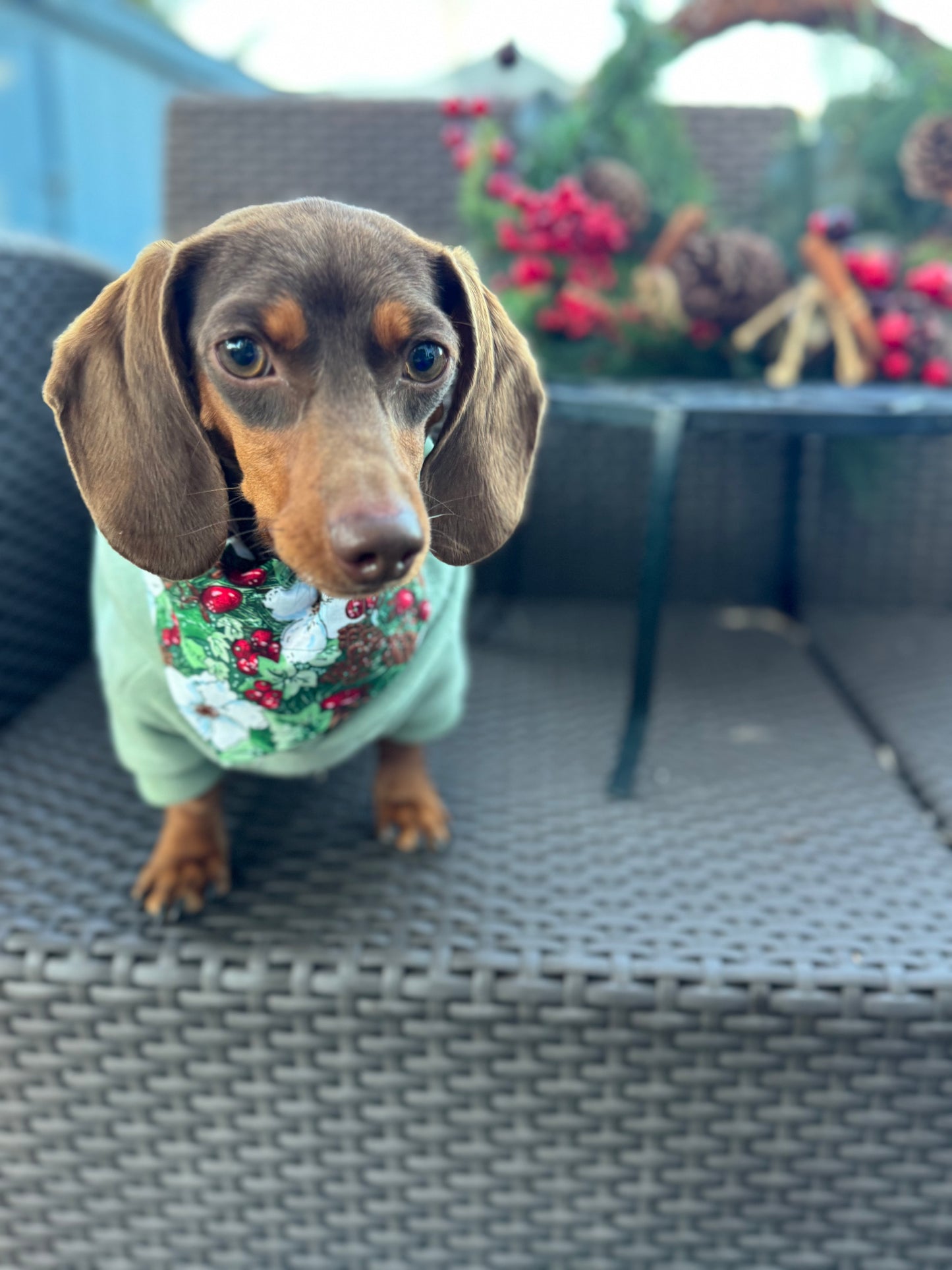 Christmas Pet Scarves