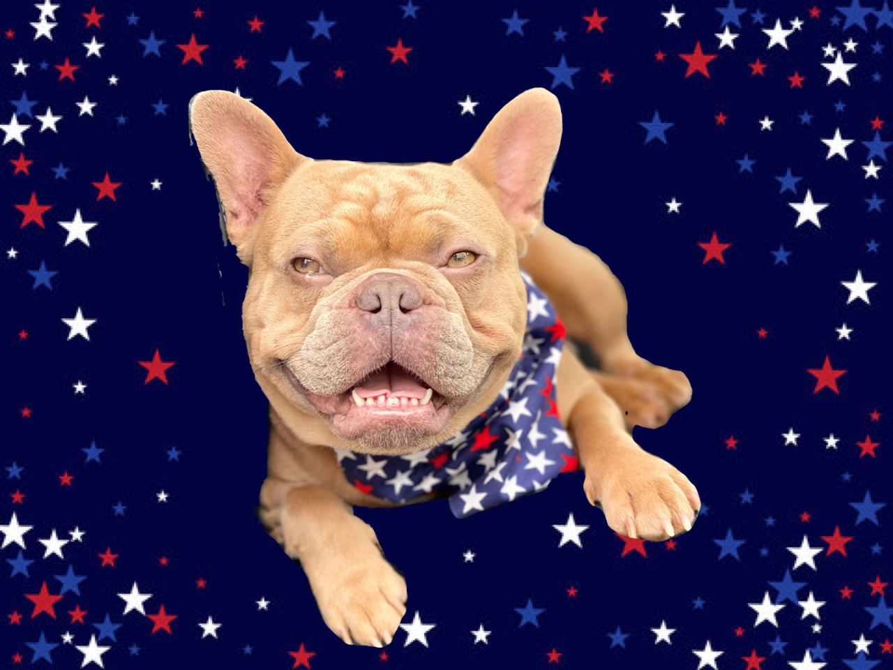Patriotic Holiday Pet Scarves