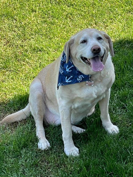 Seattle Sports Pet Scarves